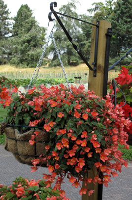 B. ‘Dainty Dancer’